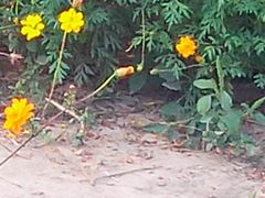 -北京东方普罗旺斯薰衣草庄园