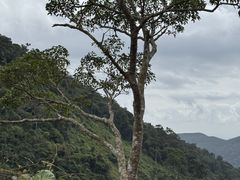 -海南热带雨林国家公园吊罗山景区