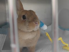 -爱侣宠医·鹦鹉专科·小型哺乳类·异宠专科(灵石路店)