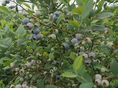 -金谷域澳洲庄园