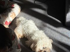 -瑞派康怡24h宠物医院·犬猫医疗中心·微创绝育(瑞景分院)