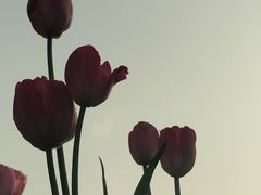 -厦门园林博览苑