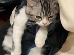 -lincat·猫舍(广州店)