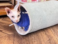 -蓝鲸·缅因猫舍