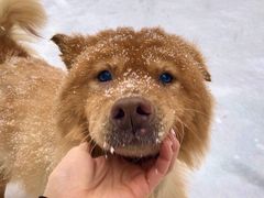 -北京赛佳动物医院