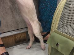 -安安宠医宠物医院·异宠·犬猫内科(岳阳分院)