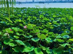 -济南大明湖景区