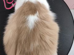 -唐小姐の私宠·宠物洗护美容·撸猫馆·购宠(周浦万达旗舰店)