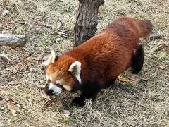 -沈阳森林动物园