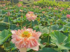 -广州莲花山旅游区