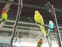 -上海大自然野生昆虫馆(东方明珠·爬宠昆虫探索中心)