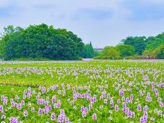 -白鹭湾湿地公园