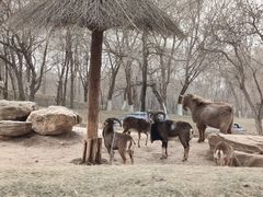 -北京野生动物园
