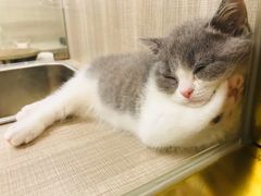 -飞行喵MR PILOT|猫舍·猫咖(静安大融城店)