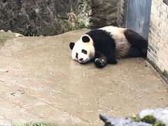 -都江堰中华大熊猫苑