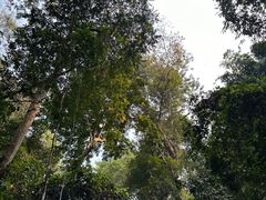 -西双版纳原始森林公园