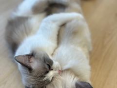 -有喵·猫咖·狗咖·30几只猫10只小狗(岗厦店)