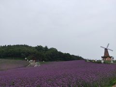 -大塘金香草谷