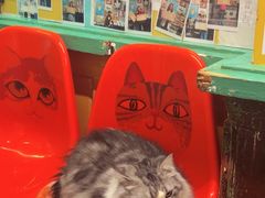 -猫咪博物馆(顶澳仔猫街店)