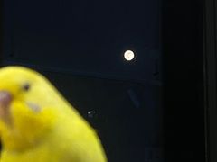 -怪兽屋·羊驼·猫咖·狗咖(俊华广场店)