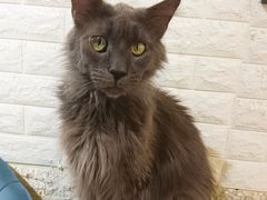 -平行世界·猫咖(首经贸店)