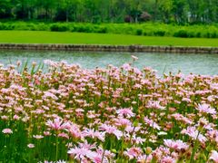 -春花秋色城市公园