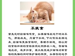 -柚子猫舍·精品猫舍购猫·猫咪认养·购宠·宠物店