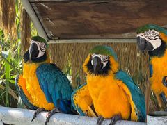 -西霞口神雕山野生动物世界