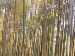 -缙云山景区