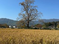 -塔川景区