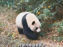 -成都大熊猫繁育研究基地