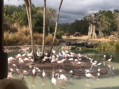 -奥兰多迪士尼动物王国乐园