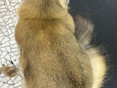 -momokira米努特·德文卷毛猫·棉花面纱犬