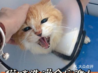 宠物｜猫咪洗澡也会应激！