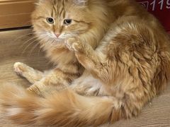 -MOCHA明星猫咖(田子坊店)