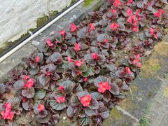 -高老太奶油小攀(新建南路店)