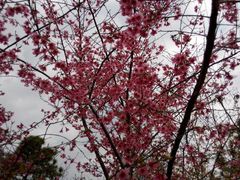 android_upload_pic-天适樱花悠乐园
