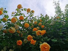 -都江堰玫瑰花溪谷