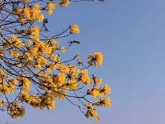 -天适樱花悠乐园