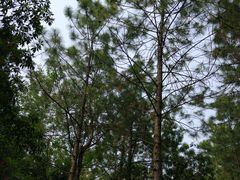 -昆山城市生态森林公园