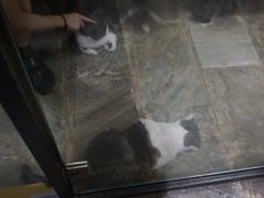 -猫咪博物馆(顶澳仔猫街店)
