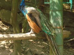 饲养的孔雀-藏龙百瀑风景区