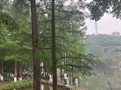 -重庆彩云湖湿地公园