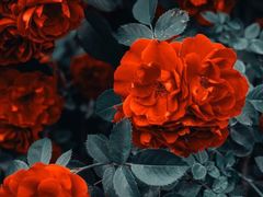 -naraya(Siam Paragon)