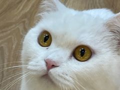 -COLOR PETS 撸猫馆·购猫·猫咖(长风大悦城店)