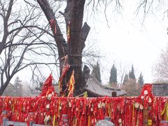 -大槐树寻根祭祖园