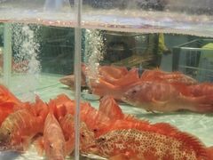-盒马X会员店(上海森兰商都店)