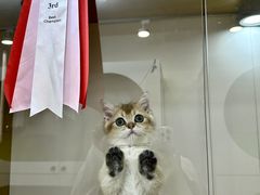 -青奢宠物·青奢猫舍