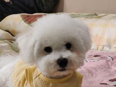 -翊宠yipet猫狗购宠庄园