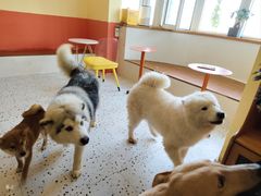 -喜柴咖啡·柴犬狗咖